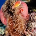 anemonefish_pink_mid_v_0705_png1237.jpg